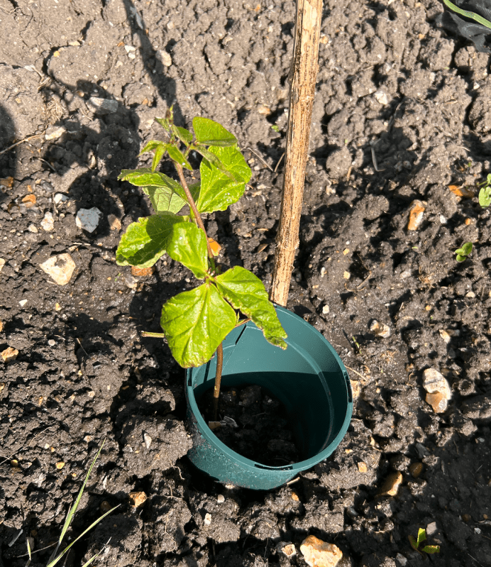 allotment on a budget 